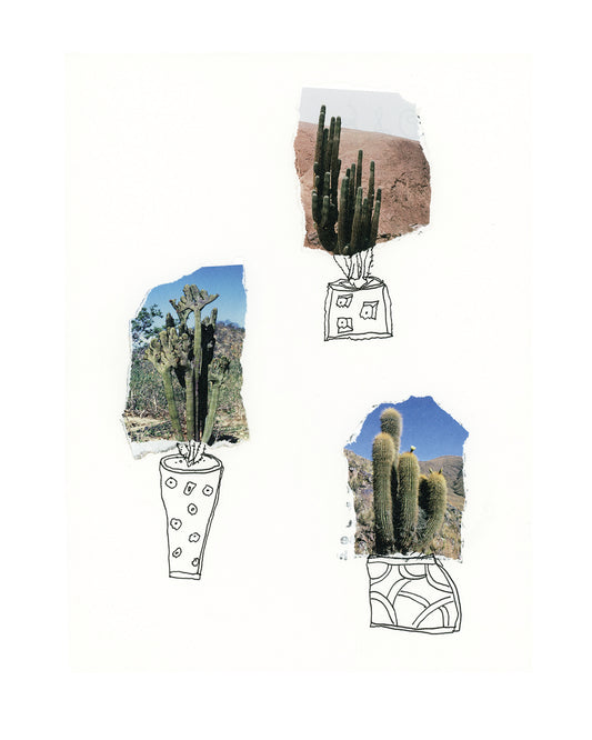 3 Cacti Limited Edition Print