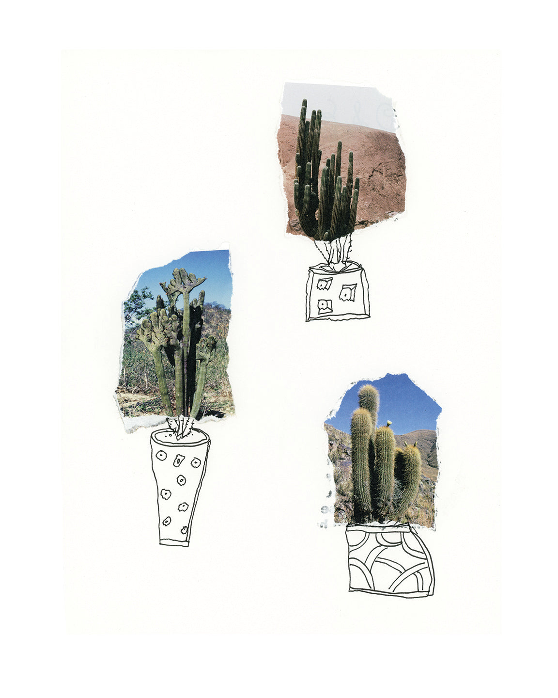 3 Cacti Limited Edition Print
