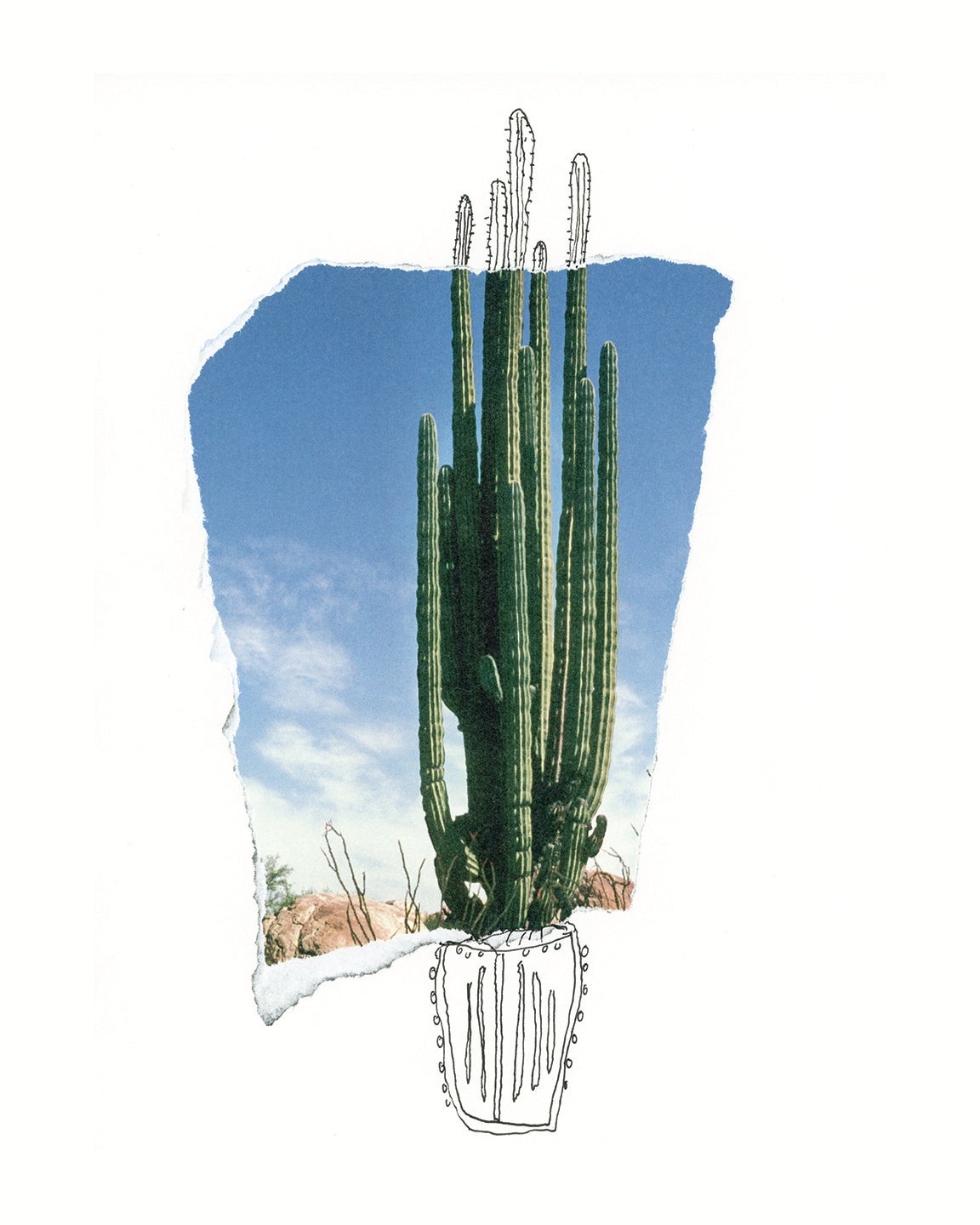 Solo Cactus Limited Edition Print